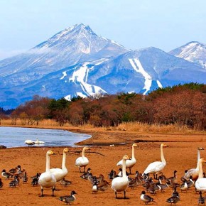 猪苗代湖志田浜の白鳥と磐梯山